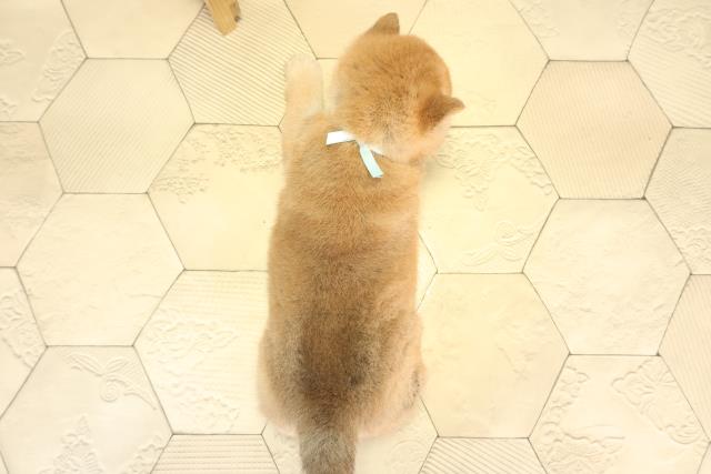 岐阜県の柴犬(標準サイズ) (Coo&RIKU岐阜店/2025年12月20日生まれ/男の子/赤)の子犬の4枚目の画像