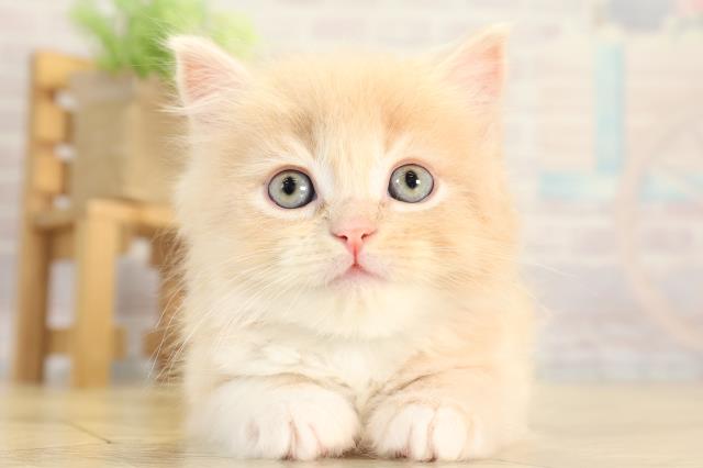 三重県のラガマフィン (Coo&RIKU津高茶屋店/2025年12月21日生まれ/男の子/クリームタビーホワイト)の子猫の1枚目の画像