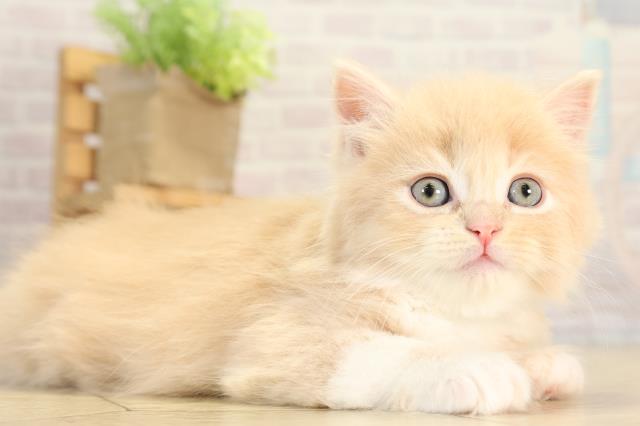 三重県のラガマフィン (Coo&RIKU津高茶屋店/2025年12月21日生まれ/男の子/クリームタビーホワイト)の子猫の2枚目の画像