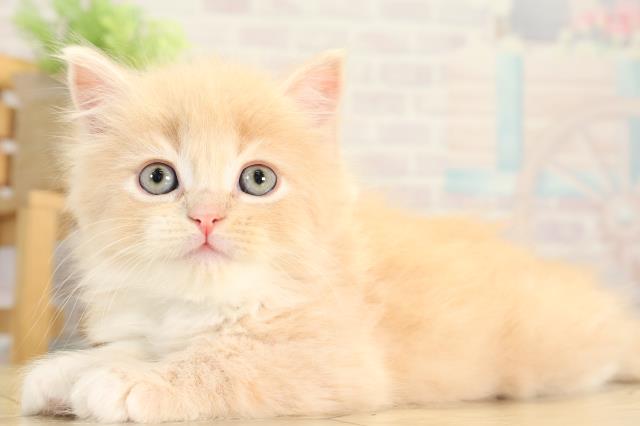 三重県のラガマフィン (Coo&RIKU津高茶屋店/2025年12月21日生まれ/男の子/クリームタビーホワイト)の子猫の3枚目の画像