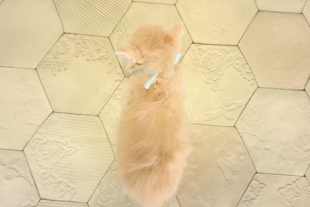 三重県のラガマフィン (Coo&RIKU津高茶屋店/2025年12月21日生まれ/男の子/クリームタビーホワイト)の子猫の4枚目の画像