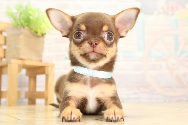 愛知県のチワワ(スムース) (Coo&RIKU春日井店/2025年12月14日生まれ/男の子/チョコレートタンホワイト)の子犬の1枚目の画像