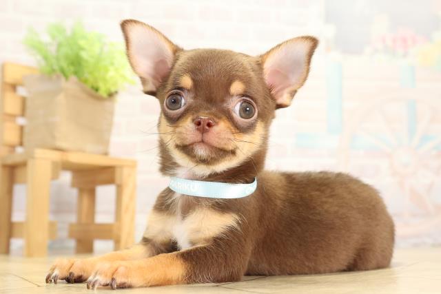 愛知県のチワワ(スムース) (Coo&RIKU春日井店/2025年12月14日生まれ/男の子/チョコレートタンホワイト)の子犬の3枚目の画像