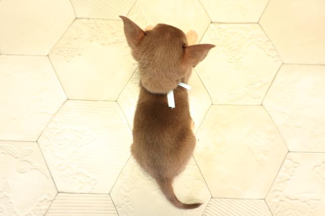 愛知県のチワワ(スムース) (Coo&RIKU春日井店/2025年12月14日生まれ/男の子/チョコレートタンホワイト)の子犬の4枚目の画像