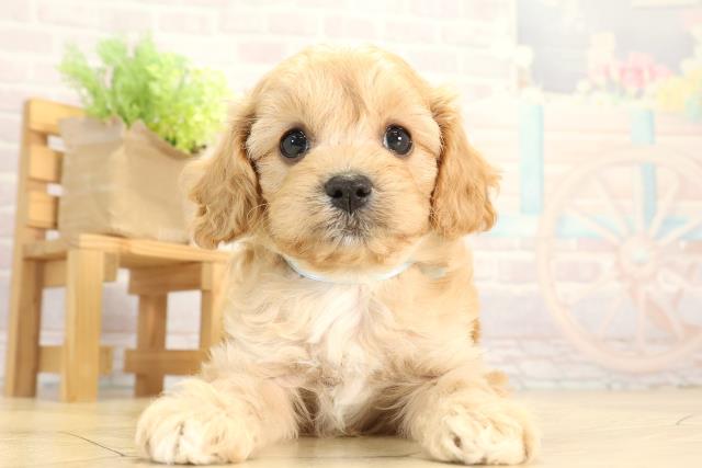 岐阜県のキャバプー(キャバリア×プードル) (Coo&RIKU岐阜店/2025年12月20日生まれ/男の子/レッド)の子犬の1枚目の画像