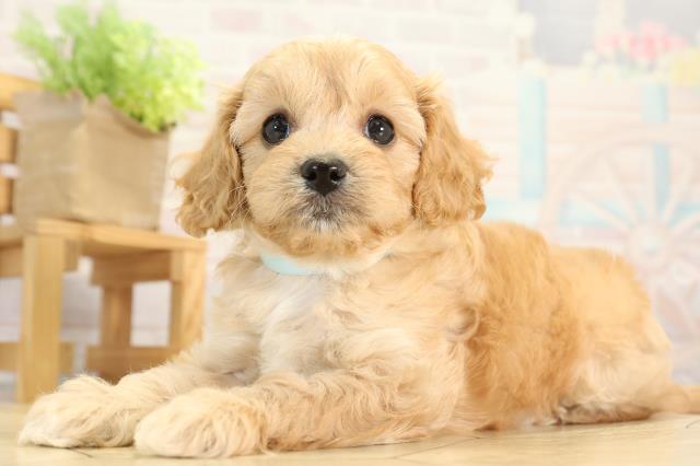 岐阜県のキャバプー(キャバリア×プードル) (Coo&RIKU岐阜店/2025年12月20日生まれ/男の子/レッド)の子犬の3枚目の画像