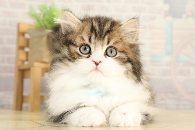 三重県のミヌエット (Coo&RIKU津高茶屋店/2025年12月10日生まれ/男の子/ブラウンタビーホワイト)の子猫の1枚目の画像