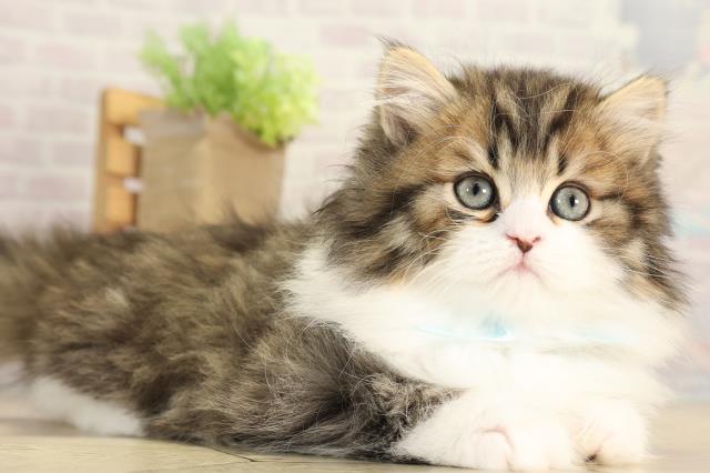 三重県のミヌエット (Coo&RIKU津高茶屋店/2025年12月10日生まれ/男の子/ブラウンタビーホワイト)の子猫の2枚目の画像