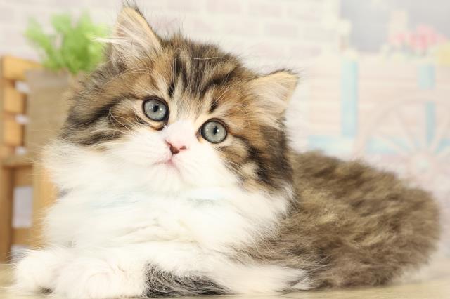 三重県のミヌエット (Coo&RIKU津高茶屋店/2025年12月10日生まれ/男の子/ブラウンタビーホワイト)の子猫の3枚目の画像