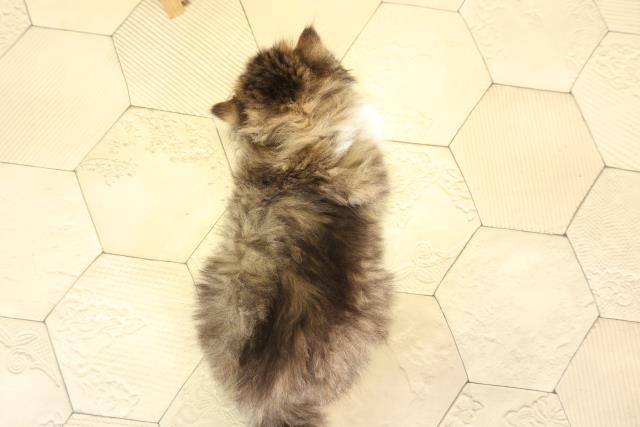 三重県のミヌエット (Coo&RIKU津高茶屋店/2025年12月10日生まれ/男の子/ブラウンタビーホワイト)の子猫の4枚目の画像