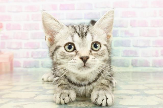 静岡県のアメリカンショートヘアー (Coo&RIKU富士店/2025年12月17日生まれ/女の子/シルバータビー)の子猫の1枚目の画像