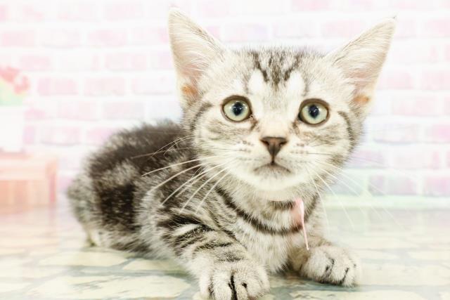 静岡県のアメリカンショートヘアー (Coo&RIKU富士店/2025年12月17日生まれ/女の子/シルバータビー)の子猫の3枚目の画像