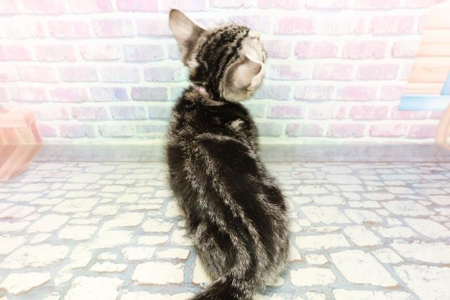 静岡県のアメリカンショートヘアー (Coo&RIKU富士店/2025年12月17日生まれ/女の子/シルバータビー)の子猫の4枚目の画像