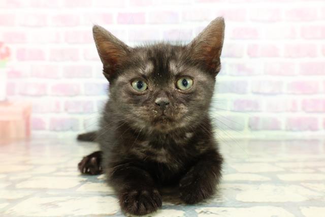 埼玉県のアメリカンショートヘアー (Coo&RIKUアニマルケアセンター大宮/2025年12月17日生まれ/女の子/ブラックスモーク)の子猫の1枚目の画像