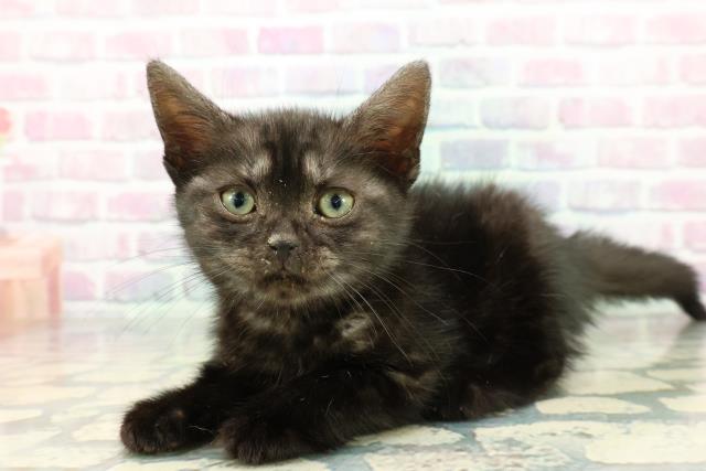 埼玉県のアメリカンショートヘアー (Coo&RIKUアニマルケアセンター大宮/2025年12月17日生まれ/女の子/ブラックスモーク)の子猫の2枚目の画像