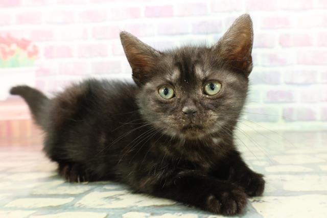 埼玉県のアメリカンショートヘアー (Coo&RIKUアニマルケアセンター大宮/2025年12月17日生まれ/女の子/ブラックスモーク)の子猫の3枚目の画像