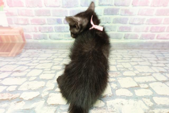 埼玉県のアメリカンショートヘアー (Coo&RIKUアニマルケアセンター大宮/2025年12月17日生まれ/女の子/ブラックスモーク)の子猫の4枚目の画像