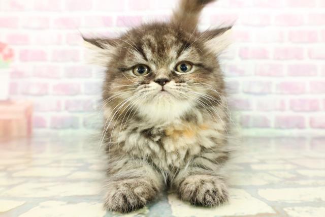 静岡県のミヌエット (Coo&RIKU掛川店/2025年12月17日生まれ/女の子/ブラウンパッチドタビー)の子猫の1枚目の画像