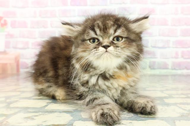 静岡県のミヌエット (Coo&RIKU掛川店/2025年12月17日生まれ/女の子/ブラウンパッチドタビー)の子猫の3枚目の画像