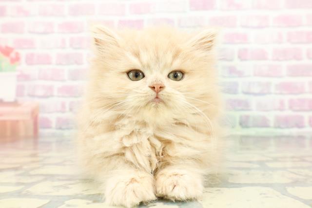 静岡県のミヌエット (Coo&RIKU藤枝店/2025年12月17日生まれ/女の子/クリームタビー)の子猫の1枚目の画像