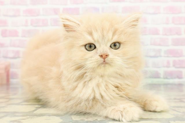 静岡県のミヌエット (Coo&RIKU藤枝店/2025年12月17日生まれ/女の子/クリームタビー)の子猫の3枚目の画像