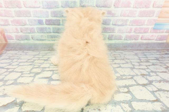 静岡県のミヌエット (Coo&RIKU藤枝店/2025年12月17日生まれ/女の子/クリームタビー)の子猫の4枚目の画像