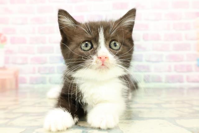 静岡県のスコティッシュフォールド (Coo&RIKU静岡SBS通り店/2025年12月19日生まれ/男の子/ブラックホワイト)の子猫の1枚目の画像