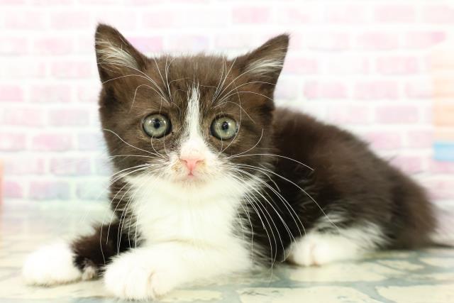 静岡県のスコティッシュフォールド (Coo&RIKU静岡SBS通り店/2025年12月19日生まれ/男の子/ブラックホワイト)の子猫の2枚目の画像