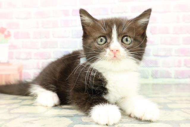 静岡県のスコティッシュフォールド (Coo&RIKU静岡SBS通り店/2025年12月19日生まれ/男の子/ブラックホワイト)の子猫の3枚目の画像