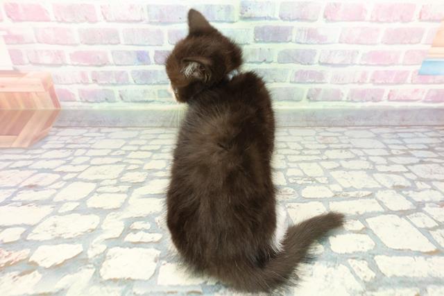 静岡県のスコティッシュフォールド (Coo&RIKU静岡SBS通り店/2025年12月19日生まれ/男の子/ブラックホワイト)の子猫の4枚目の画像