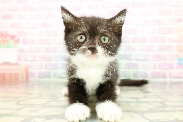 千葉県のスコティッシュフォールド (Coo&RIKU流山店/2025年12月19日生まれ/男の子/ブラックホワイト)の子猫