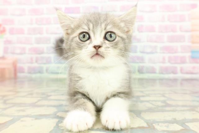 富山県のスコティッシュフォールド (Coo&RIKU富山店/2025年12月19日生まれ/男の子/ブルータビーホワイト)の子猫の1枚目の画像