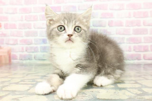富山県のスコティッシュフォールド (Coo&RIKU富山店/2025年12月19日生まれ/男の子/ブルータビーホワイト)の子猫の2枚目の画像