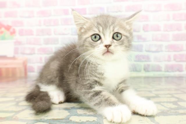 富山県のスコティッシュフォールド (Coo&RIKU富山店/2025年12月19日生まれ/男の子/ブルータビーホワイト)の子猫の3枚目の画像
