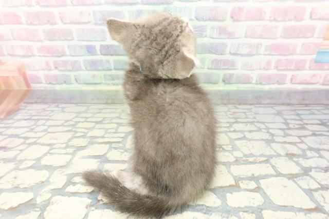 富山県のスコティッシュフォールド (Coo&RIKU富山店/2025年12月19日生まれ/男の子/ブルータビーホワイト)の子猫の4枚目の画像