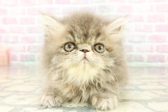 東京都のエキゾチック (Coo&RIKU大久保店/2025年12月17日生まれ/女の子/ブルークリーム)の子猫の1枚目の画像