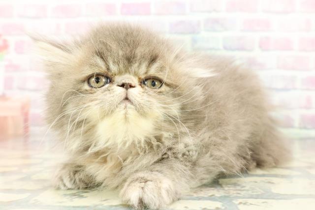 東京都のエキゾチック (Coo&RIKU大久保店/2025年12月17日生まれ/女の子/ブルークリーム)の子猫の2枚目の画像