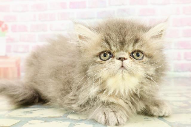 東京都のエキゾチック (Coo&RIKU大久保店/2025年12月17日生まれ/女の子/ブルークリーム)の子猫の3枚目の画像