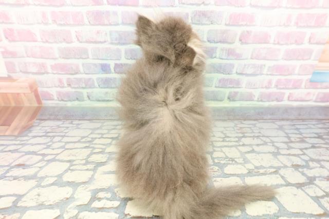 東京都のエキゾチック (Coo&RIKU大久保店/2025年12月17日生まれ/女の子/ブルークリーム)の子猫の4枚目の画像