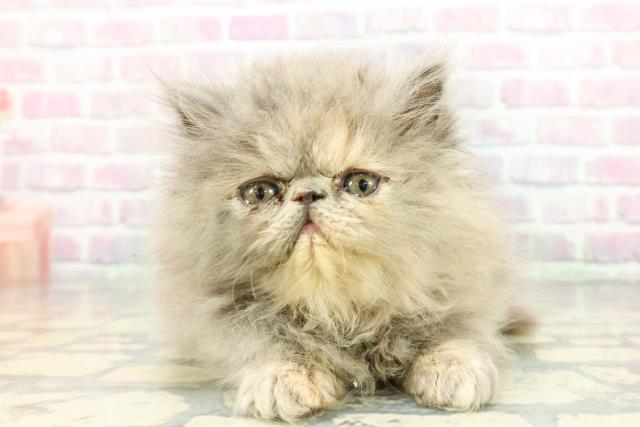 東京都のエキゾチック (Coo&RIKUフレスポ住吉店/2025年12月17日生まれ/女の子/ブルークリーム)の子猫の1枚目の画像