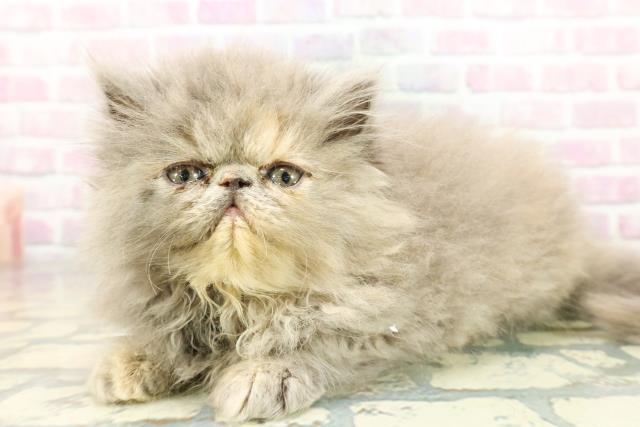 東京都のエキゾチック (Coo&RIKUフレスポ住吉店/2025年12月17日生まれ/女の子/ブルークリーム)の子猫の2枚目の画像