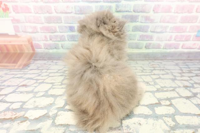 東京都のエキゾチック (Coo&RIKUフレスポ住吉店/2025年12月17日生まれ/女の子/ブルークリーム)の子猫の4枚目の画像