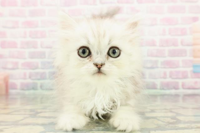 千葉県のミヌエット (Coo&RIKU流山店/2025年12月16日生まれ/男の子/チンチラシルバー)の子猫の1枚目の画像