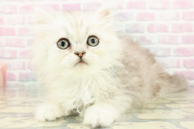 千葉県のミヌエット (Coo&RIKU流山店/2025年12月16日生まれ/男の子/チンチラシルバー)の子猫の2枚目の画像