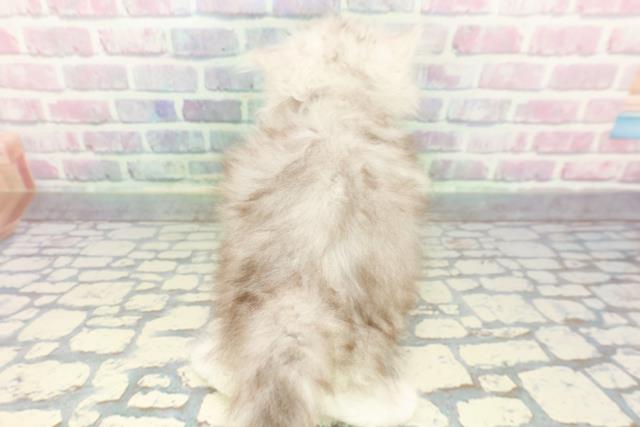 千葉県のミヌエット (Coo&RIKU流山店/2025年12月16日生まれ/男の子/チンチラシルバー)の子猫の4枚目の画像