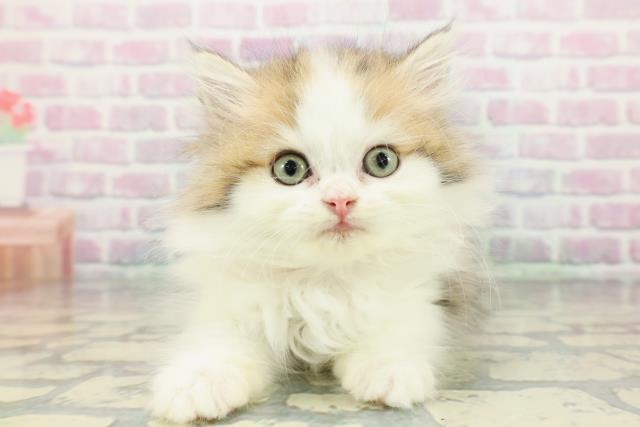 千葉県のミヌエット (Coo&RIKUフレスポ稲毛店/2025年12月16日生まれ/女の子/ブラウンタビーホワイト)の子猫の1枚目の画像