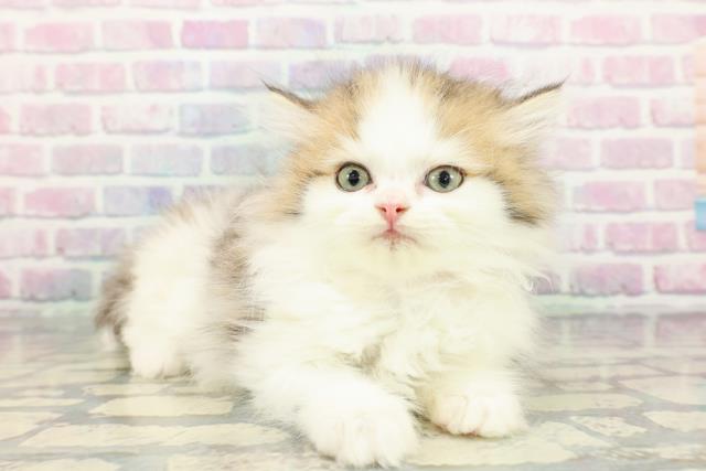 千葉県のミヌエット (Coo&RIKUフレスポ稲毛店/2025年12月16日生まれ/女の子/ブラウンタビーホワイト)の子猫の3枚目の画像