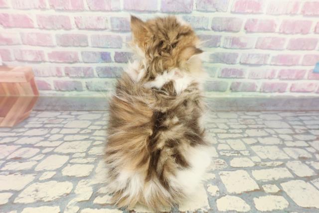 千葉県のミヌエット (Coo&RIKUフレスポ稲毛店/2025年12月16日生まれ/女の子/ブラウンタビーホワイト)の子猫の4枚目の画像