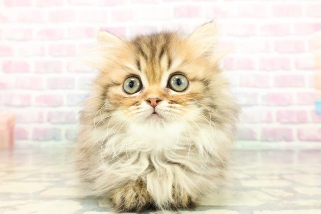 静岡県のミヌエット (Coo&RIKU静岡SBS通り店/2025年12月11日生まれ/女の子/ブラウンタビー)の子猫の1枚目の画像