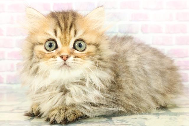 静岡県のミヌエット (Coo&RIKU静岡SBS通り店/2025年12月11日生まれ/女の子/ブラウンタビー)の子猫の2枚目の画像